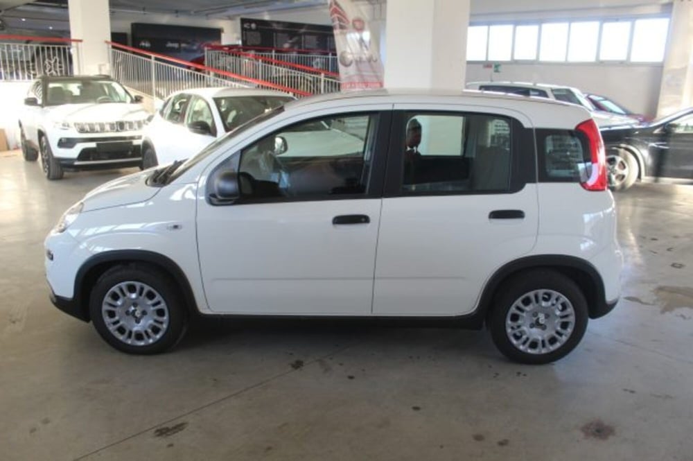 Fiat Panda usata a Terni (3)