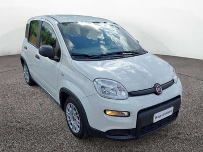 Fiat Panda 1.0 firefly hybrid s&amp;s 70cv 5p.ti del 2024 usata a Empoli