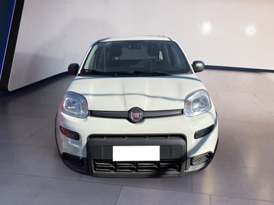 Fiat Panda 1.0 firefly hybrid s&amp;s 70cv 5p.ti del 2024 usata a Torino