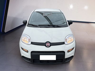 Fiat Panda 1.0 firefly hybrid s&amp;s 70cv 5p.ti del 2024 usata a Torino