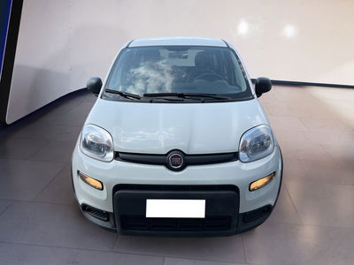 Fiat Panda 1.0 firefly hybrid s&amp;s 70cv 5p.ti del 2023 usata a Torino