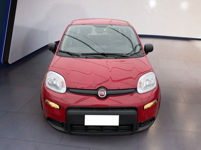 Fiat Panda 1.0 firefly hybrid s&amp;s 70cv 5p.ti del 2024 usata a Torino