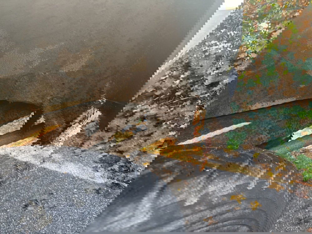 Toyota Land Cruiser usata a Piacenza (8)