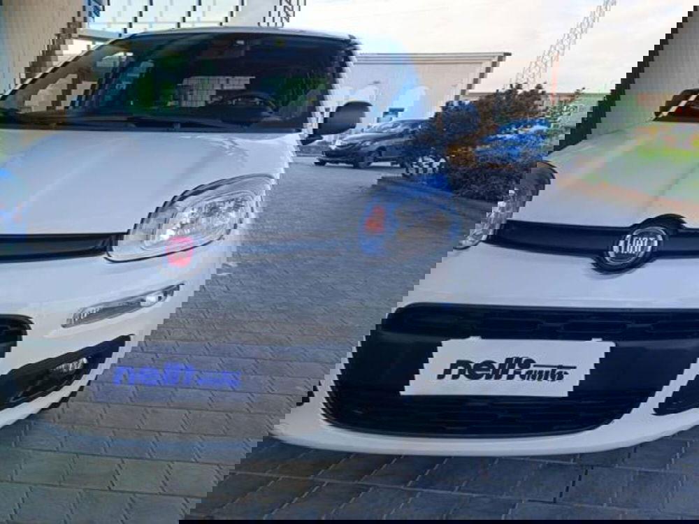 Fiat Panda usata a Pisa (12)
