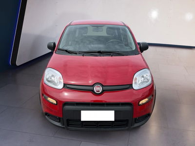 Fiat Panda 1.0 firefly hybrid s&amp;s 70cv 5p.ti del 2024 usata a Torino