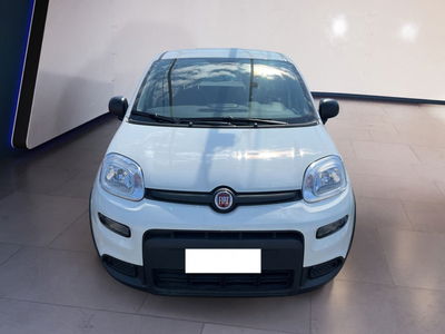 Fiat Panda 1.0 firefly hybrid s&amp;s 70cv 5p.ti del 2024 usata a Torino