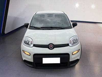 Fiat Panda 1.0 firefly hybrid s&amp;s 70cv 5p.ti del 2024 usata a Torino