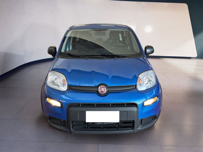 Fiat Panda 1.0 firefly hybrid s&amp;s 70cv 5p.ti del 2024 usata a Torino