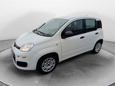 Fiat Panda 1.2 Easy del 2020 usata a Siena