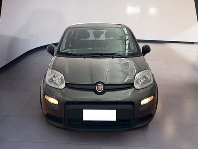 Fiat Panda 1.0 firefly hybrid s&amp;s 70cv 5p.ti del 2023 usata a Torino