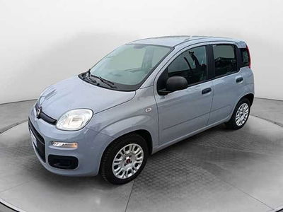 Fiat Panda 1.2 Easy del 2019 usata a Siena