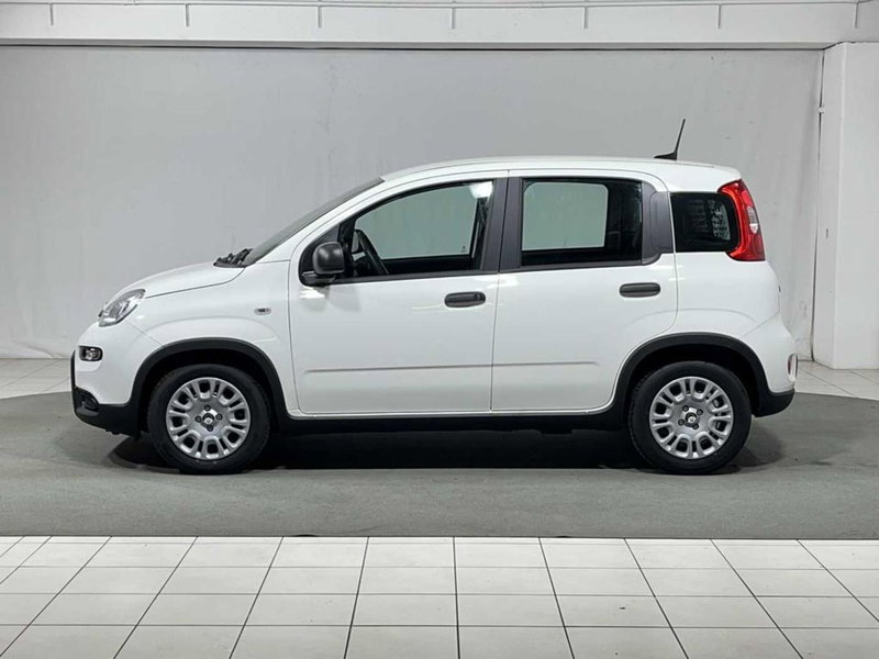 Fiat Pandina nuova a Sondrio (2)