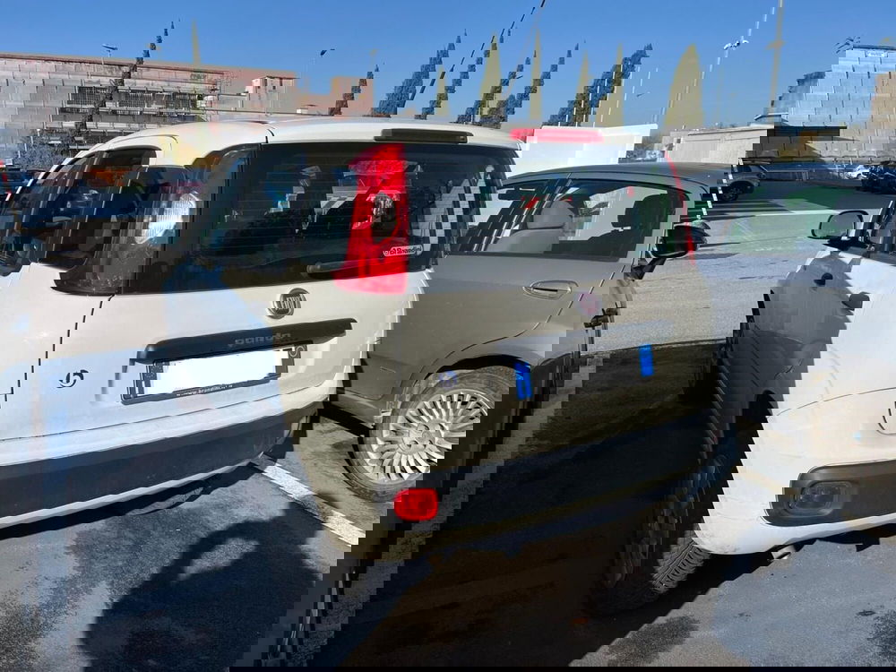 Fiat Panda usata a Lucca (6)