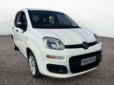 Fiat Panda 1.2 Easy del 2018 usata a Empoli