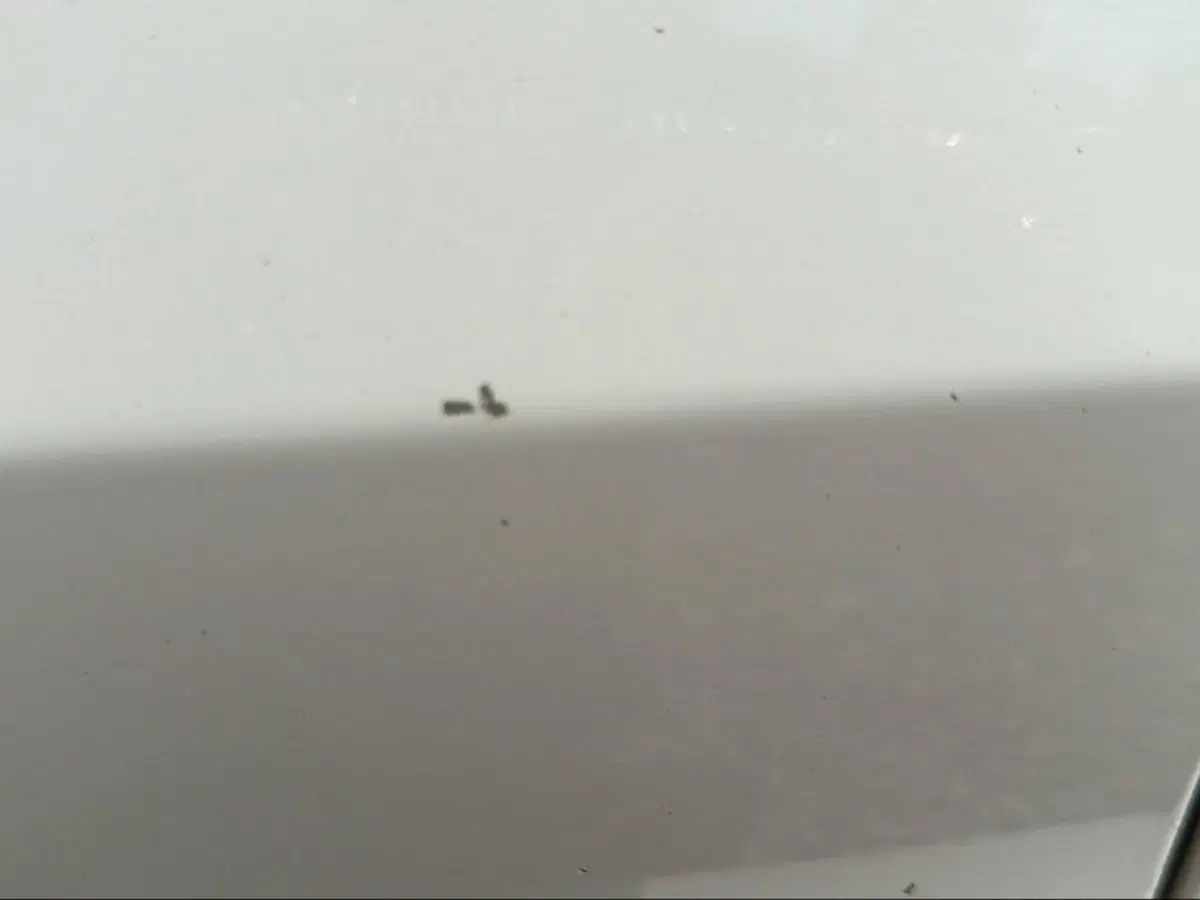 BMW X6 usata a Grosseto (18)