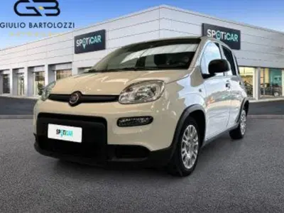 Fiat Panda 1.0 firefly hybrid Icon s&s 70cv nuova a Prato